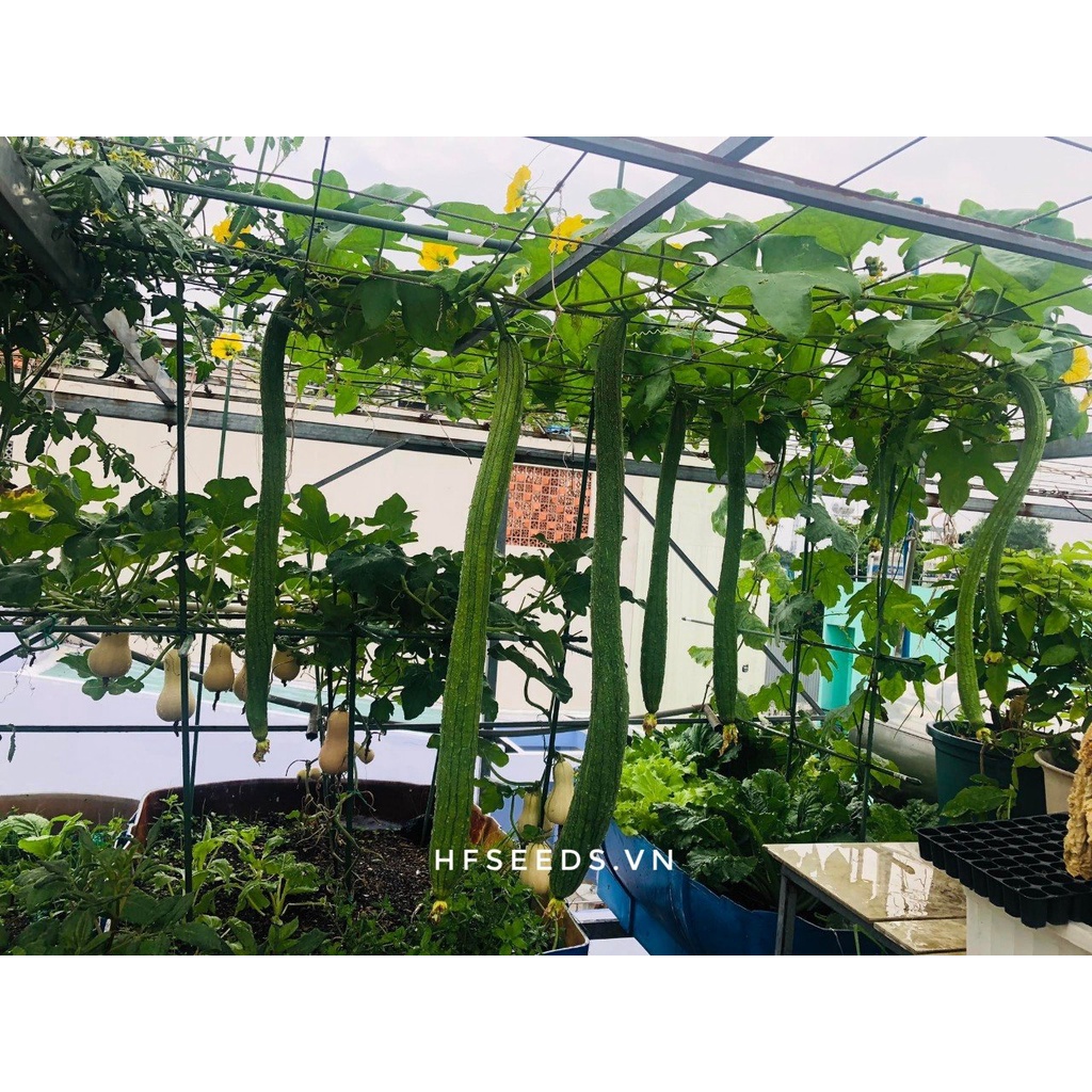 Gói 5 hạt giống mướp ngọt siêu dài Đài Loan - tỷ lệ nảy mầm 95%