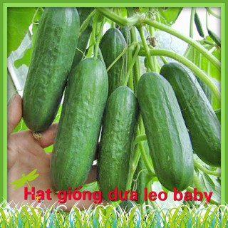 Hạt Giống Dưa Leo Baby