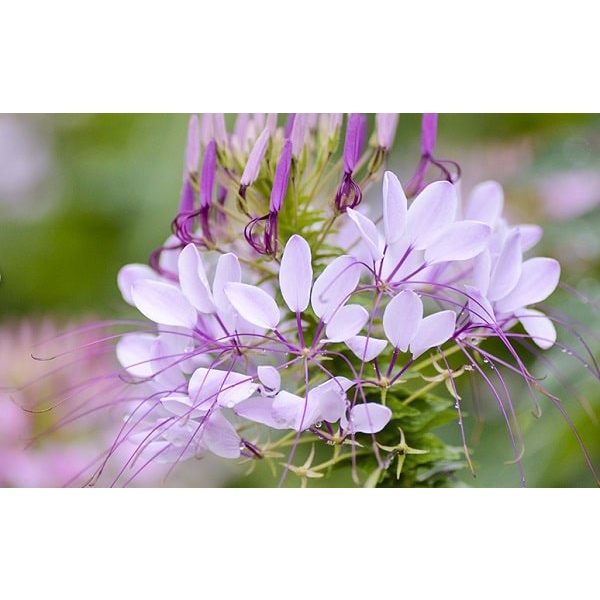 Hạt giống hoa Túy Điệp loại F1 dễ trồng tỉ lệ nảy mầm cao hoa mix màu