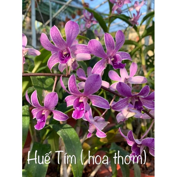 Hoa lan denro tím huế thơm