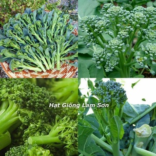 HẠT GIỐNG SÚP LƠ XANH BABY - Giòn Ngọt, Ăn Ngon, Dễ Trồng Tại Nhà.