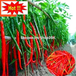 Hạt giống Ớt chỉ đậu đũa