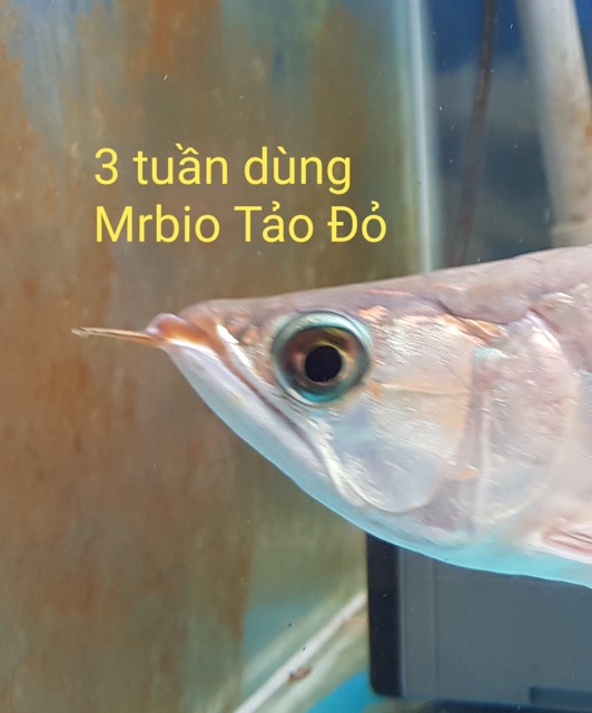 Mr Bio Tảo Đỏ - Tăng Màu Tăng Kháng Thể Cho Cá Cảnh (Hàng Công Ty)