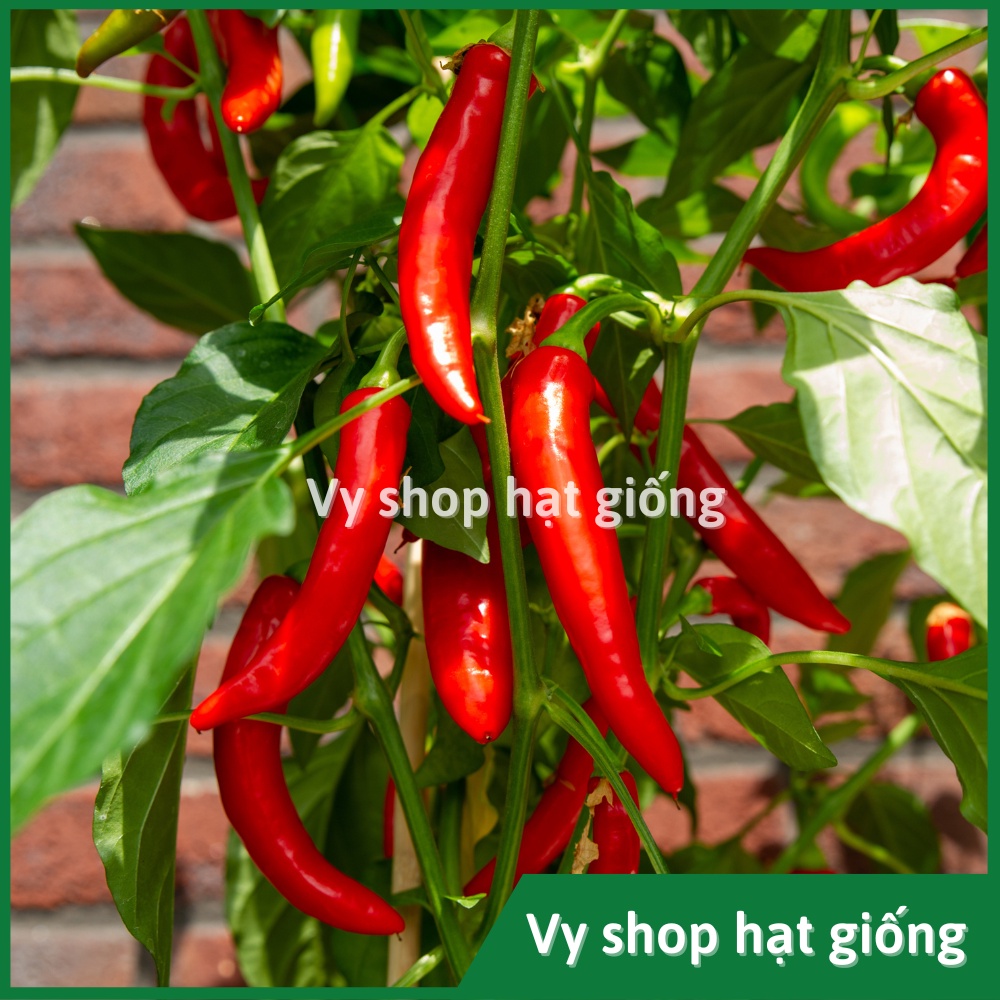 Hạt giống ớt chỉ địa siêu cay Thái Lan gói 200 hạt