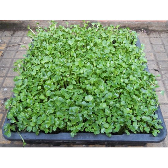 Hạt giống Rau Xà lách xoong Mỹ_ Rau Cải Xoong