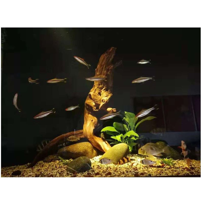 Đèn led rọi nắng 3 màu thủy sinh 3/5/7 W