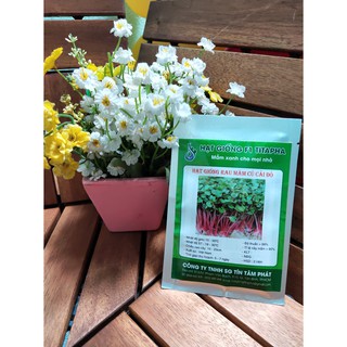 Hạt giống rau mầm củ cải đỏ nảy mầm tốt