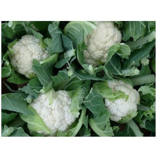 0.2Gram hạt giống súp lơ trắng - bông cải trắng