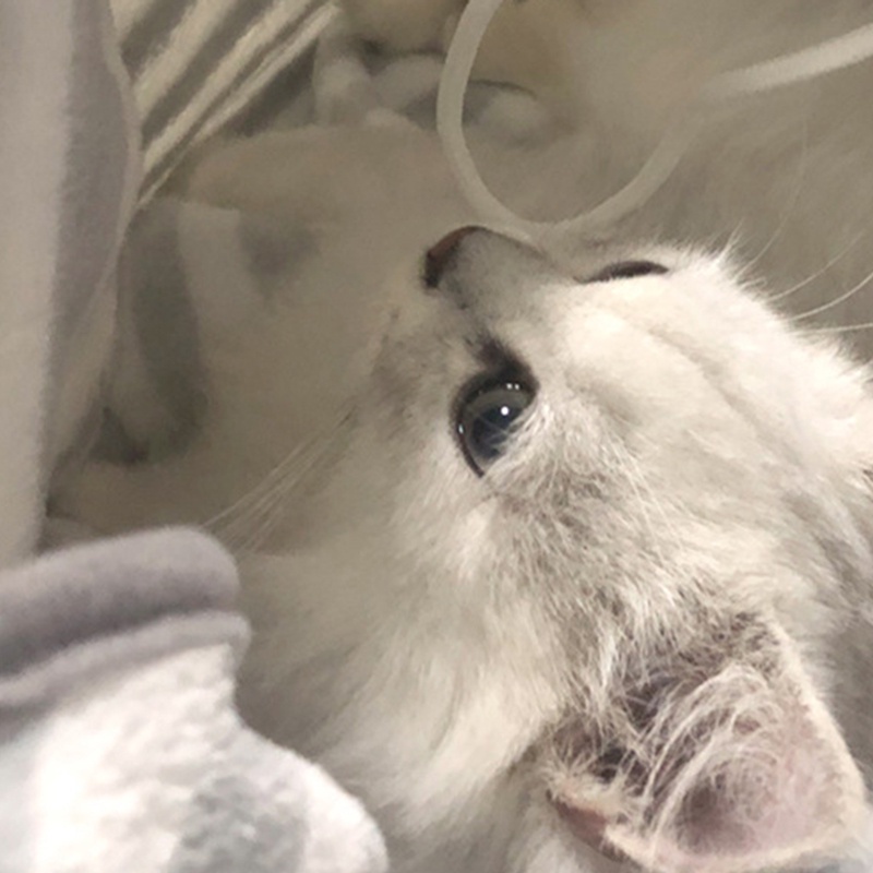 Túi ngủ kiêm giá đỡ cho thú cưng