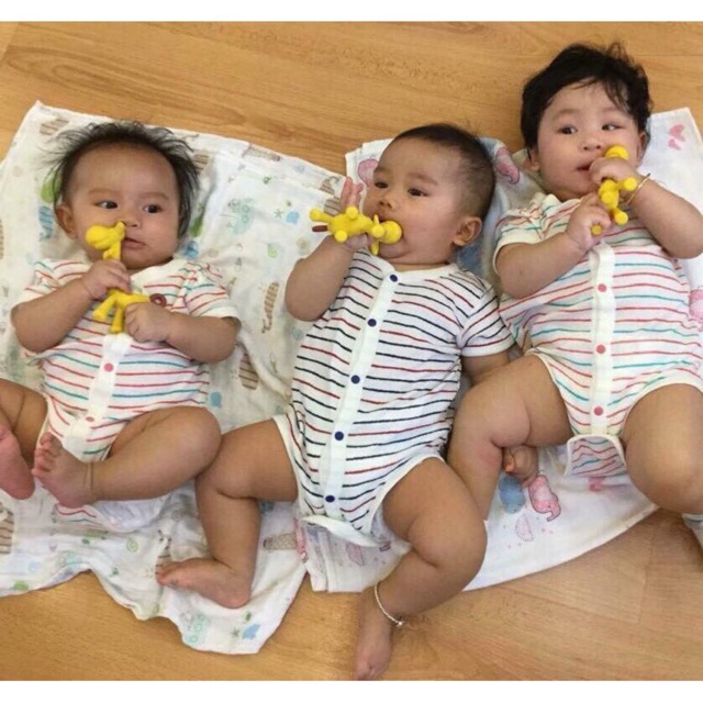 Gặm nướu hươu,chuối Nhật bản