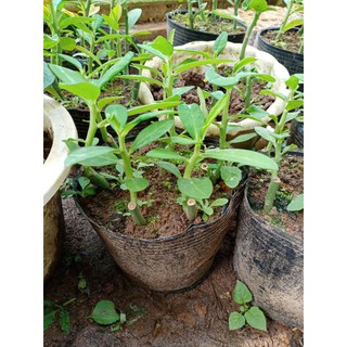 20 khúc thạch anh giống