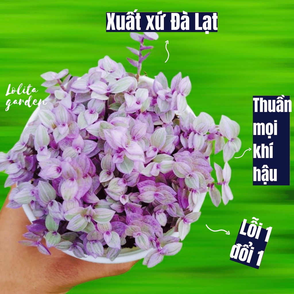 CỎ PINK LADY SIZE TRUNG BÌNH, HÀNG ĐÀ LẠT, SIÊU XINH SIÊU KHỎE, LỖI 1 ĐỔI 1