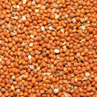 Hạt kê cho chim gói 500g