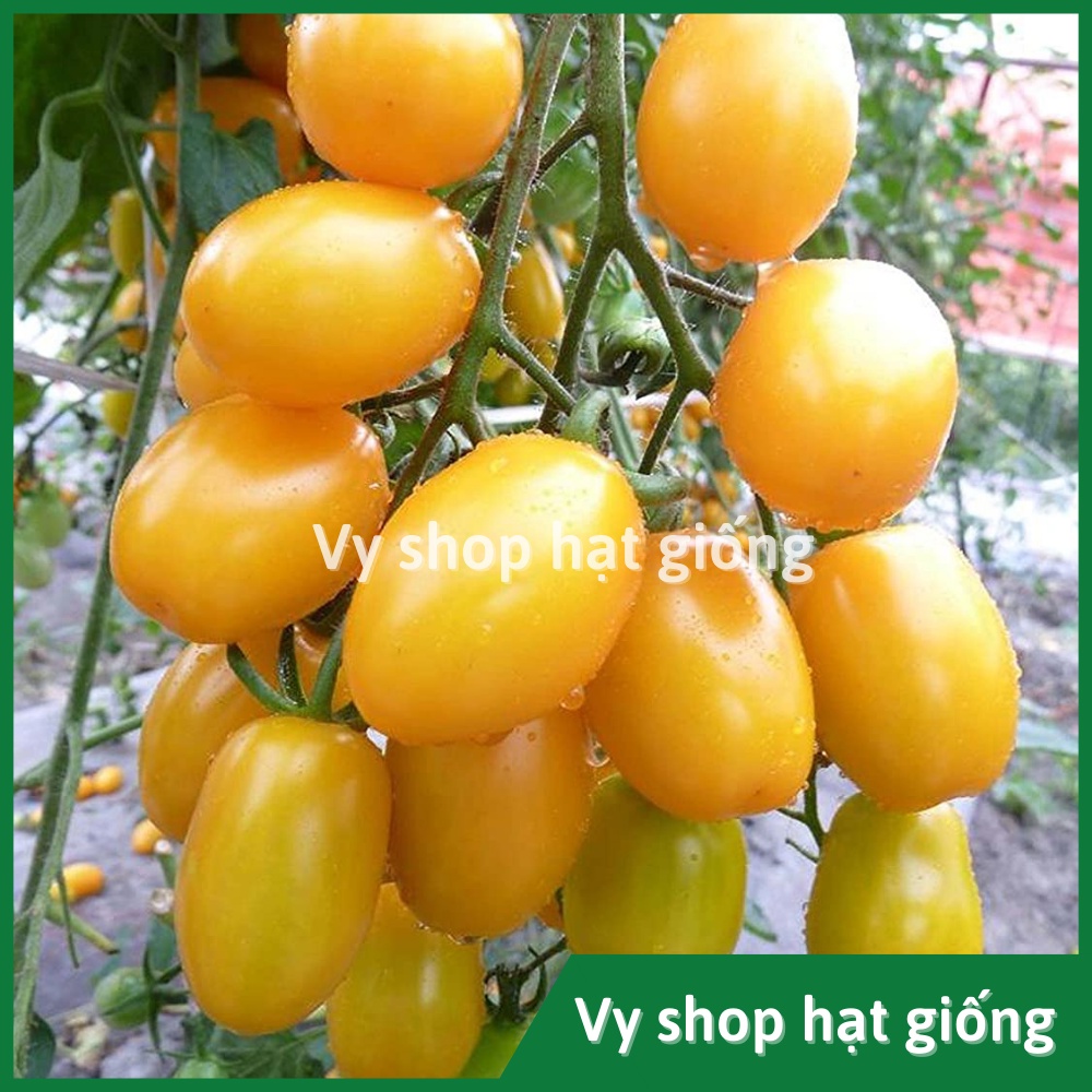 Hạt giống cà chua trái cây vàng Sweet boy Thái Lan gói 30 hạt
