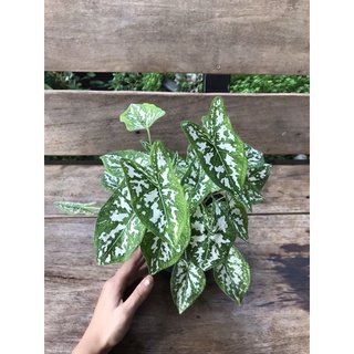 Cây MÔN TRẮNG lá nhỏ