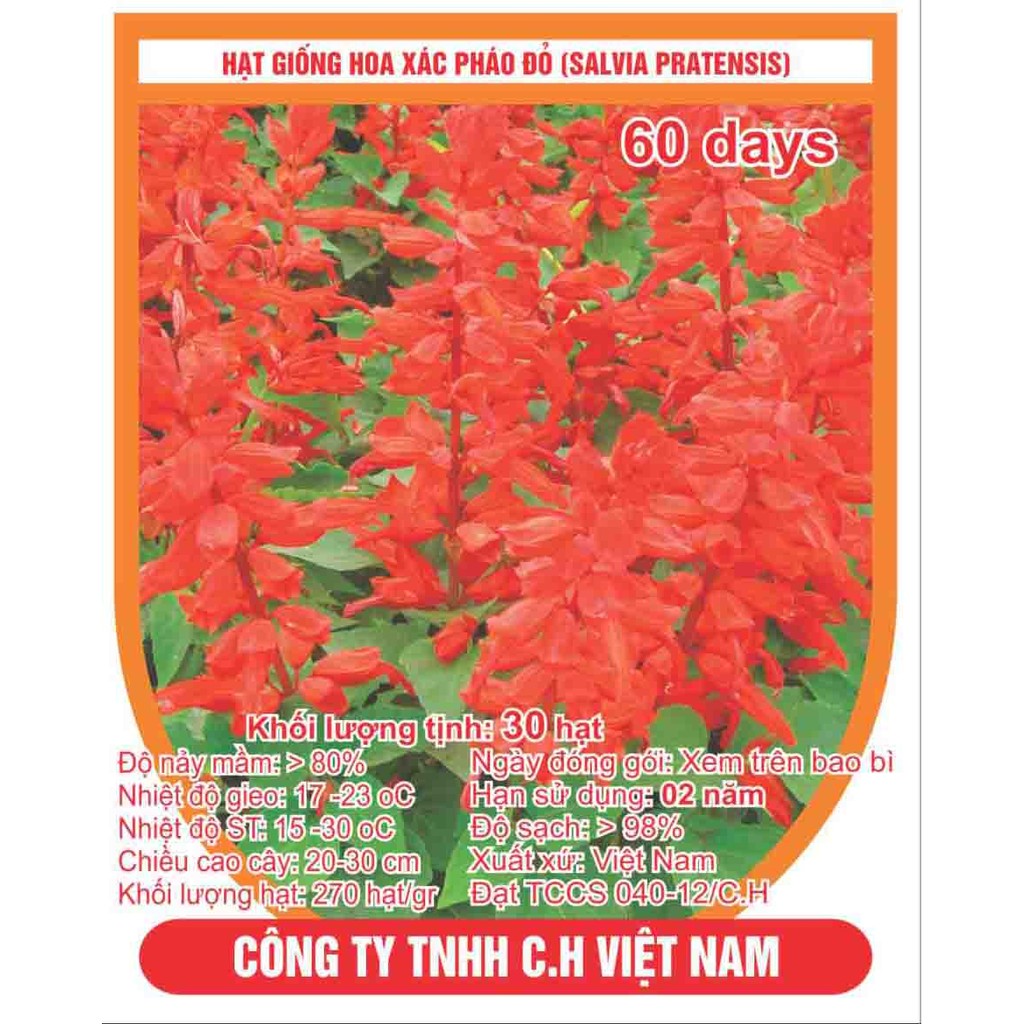 Hạt giống hoa xác pháo đỏ