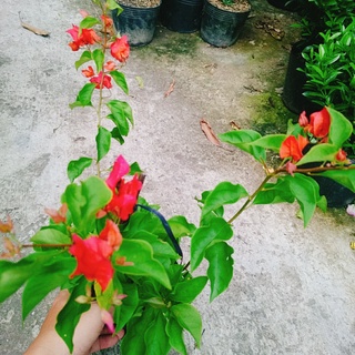Cây Hoa Giấy Đỏ Lửa - cây cảnh để bàn - caykiengsadec