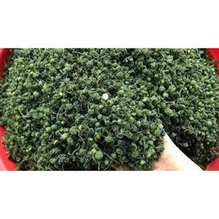 nụ tam thất bao tử đẹp