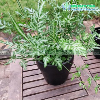 Chậu sứ trồng cây để bàn mini 07