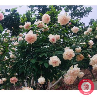 Cành chiết hồng cổ hồng đào cành chiết hoa hồng