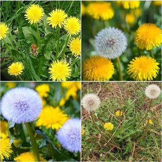 Hạt giống hoa bồ công anh - 1 gói 100 hạt (TẶNG gói kích thích hạt nảy mầm)