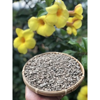 Đá Pumice trồng sen đá