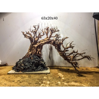 lũa Kim Sa Tùng.trang trí bể cá 1kg