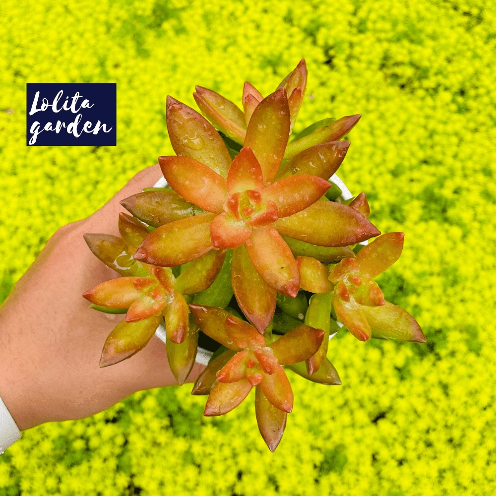 Sen đá đá cam Đà Lạt size trung bình cây cảnh trang trí nhà cửa Lolita garden