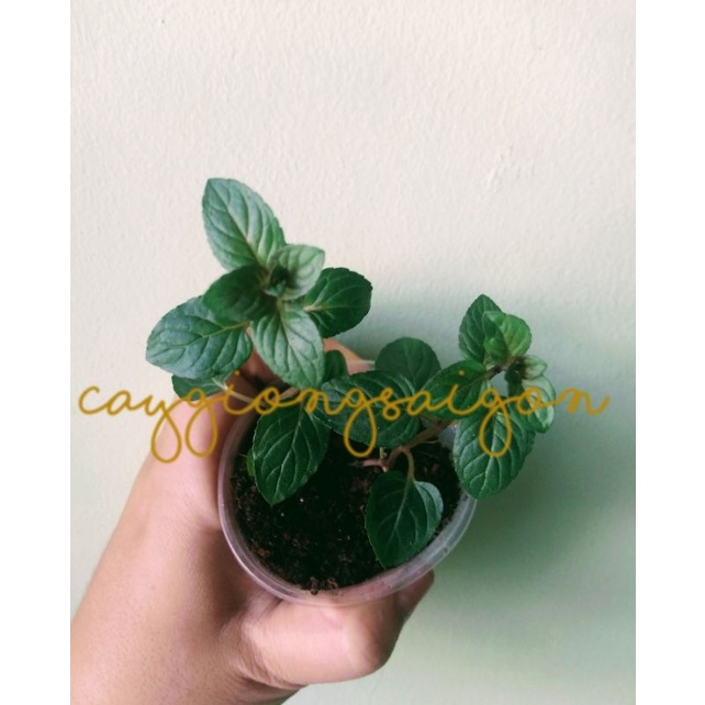 1 Cây giống Bạc Hà Socola/ Chocomint thơm như mùi singum