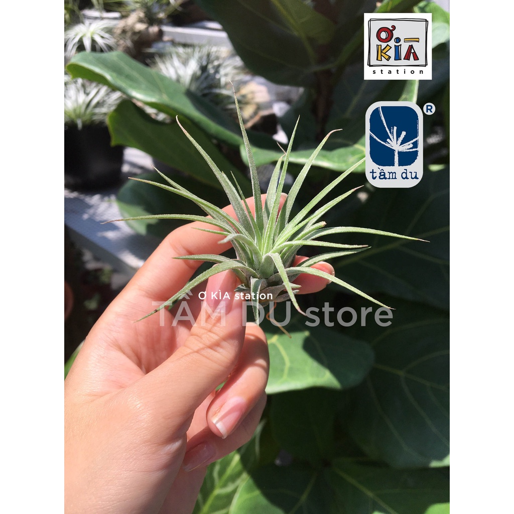 Cây không khí Ionantha mini siêu rẻ