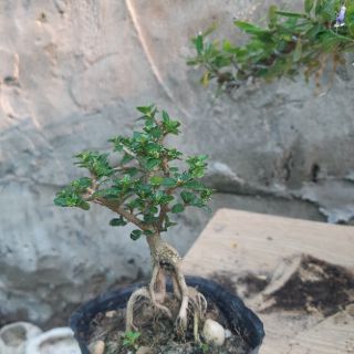 Sam hương siêu mini