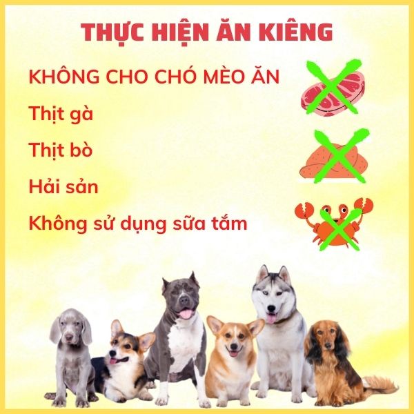 Thuốc tắm nấm, ghẻ, viêm da chó mèo Anti-MODEX chai 10ml