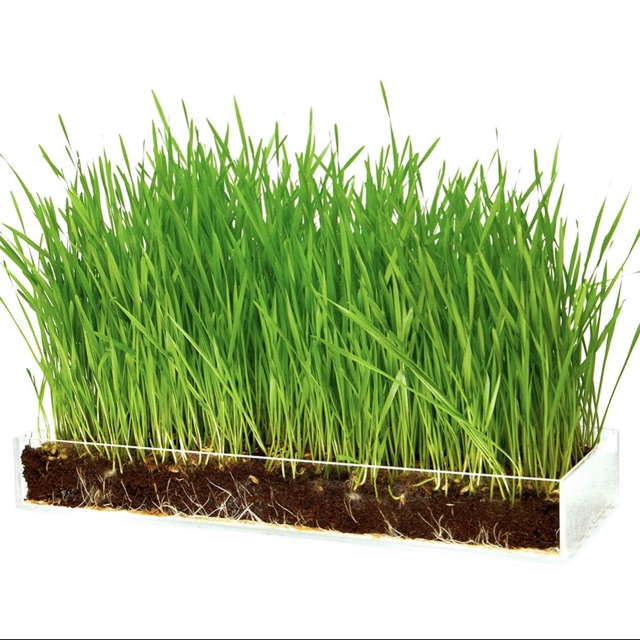 1kg hạt giống cỏ lúa mì • wheatgrass • cỏ mèo, ép lấy nước uống (hạt đẹp).