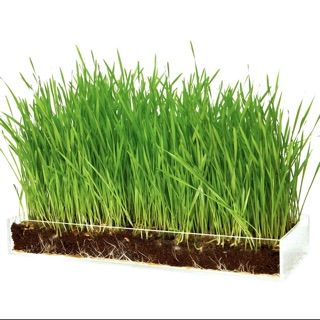 500g hạt cỏ lúa mì, lúa mạch ươm nảy mầm.
