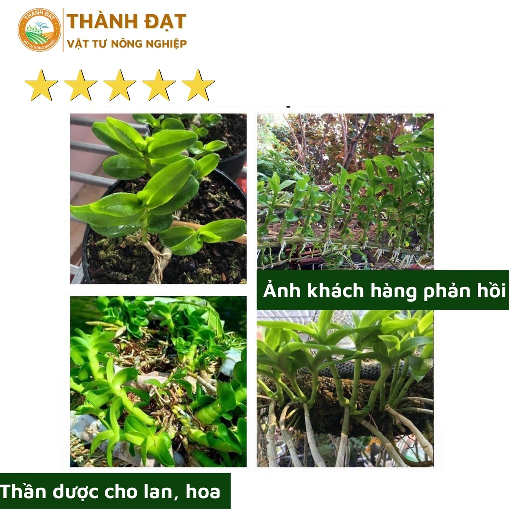 Thuốc chống thối nhũn cho lan hàng thái lan (captan)