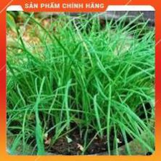 HẠT GIỐNG HẸ TA GÓI 10G