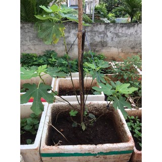 Cây Giống Sung Mỹ (giống Sung Camy)