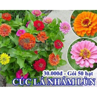 Cúc nhi nhà thấp cây (lá nhám,zinna)