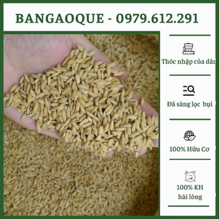 Thóc cho chim, gà, vịt – thức ăn cho chim cảnh, gia cầm