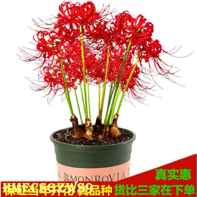Hạt giống hoa bỉ ngạn dễ trồng