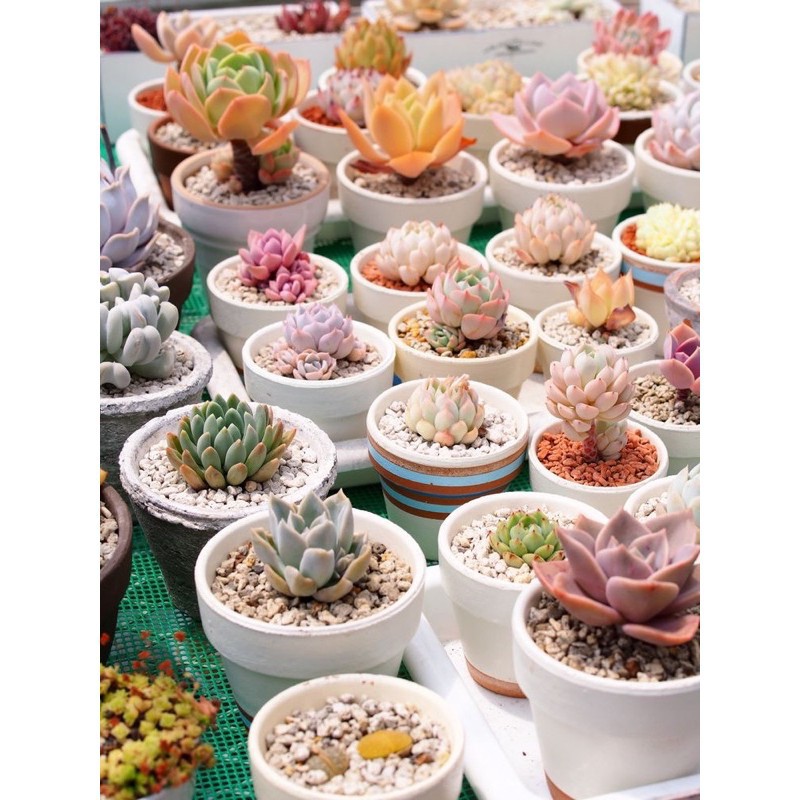 Chậu Bát Tràng Trồng Sen Đá, Xương Rồng - CHẬU ĐẤT NUNG ( Nhập SOENSALE5 để được giảm 5k hóa đơn 50k)