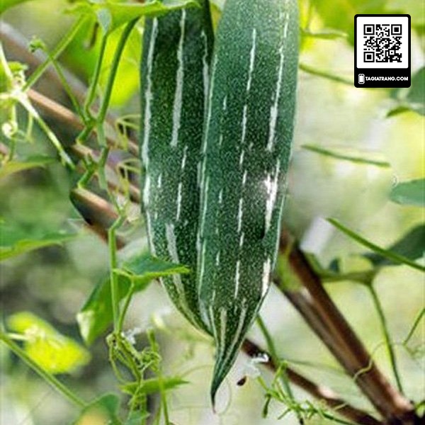 [Bán sỉ] - Hạt giống lặc lày (lặc lè - mướp nhật)