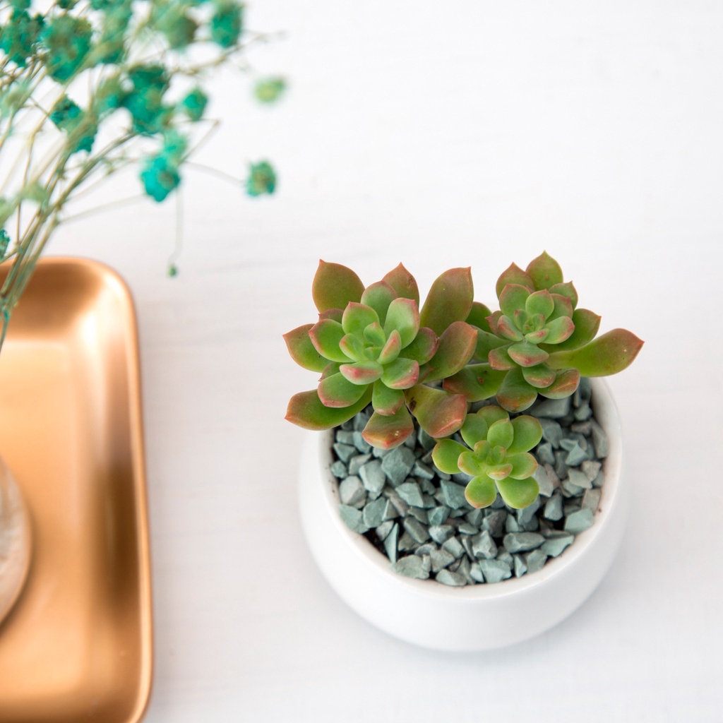 [6.5cmx7cmx5cm Tròn] Chậu trồng cây cảnh - Sen Đá - Xương Rồng - Hoa nhỏ (không bao gồm hoa)