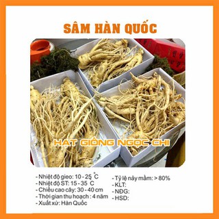Hạt Giống Củ Sâm Hàn Quốc - 5 Hạt
