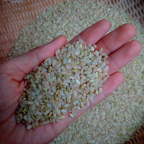COMBO 3 GÓI GẠO HỮU CƠ BÃI RƯƠI 2KG