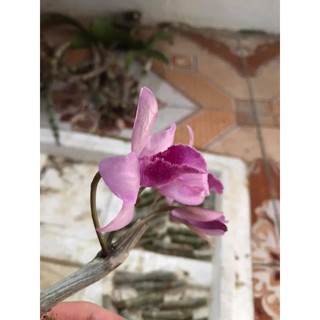 mắt ngủ châu như bệt