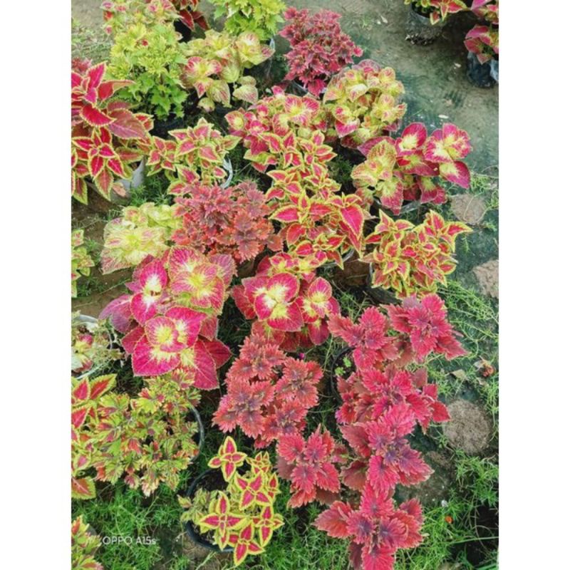 🌺 RẺ VÔ ĐỊCH 🌺CÁC LOẠI CÂY GẤM NGŨ SẮC,TÍA TÔ CẢNH(SHOP BÁN SỈ TẤT CẢ CÁC LOẠI CÂY GIỐNG