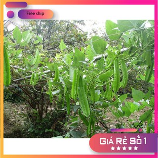 Hạt giống Đậu rồng (gói 10g)