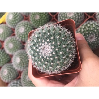 Xương rồng Bánh Sinh Nhật