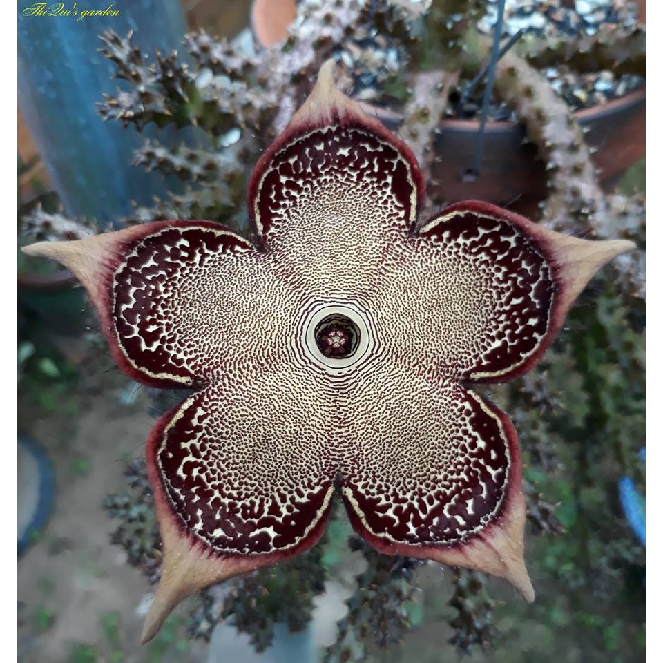 Sao biển Edithcolea Grandis